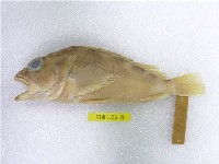 藏品(石狗公)的圖片